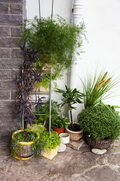 Tencere çeşitli bitkiler büyümek — Stok fotoğraf