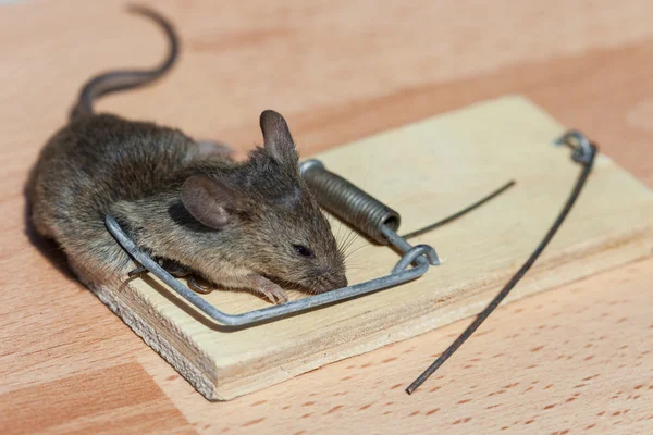 Ratón muerto en una ratonera — Foto de Stock