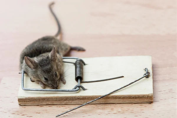 Ratón muerto en una ratonera — Foto de Stock