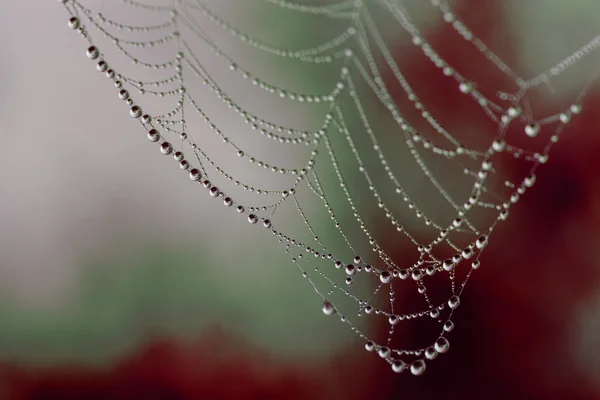 Σταγόνες νερού στον ιστό αράχνης — Φωτογραφία Αρχείου