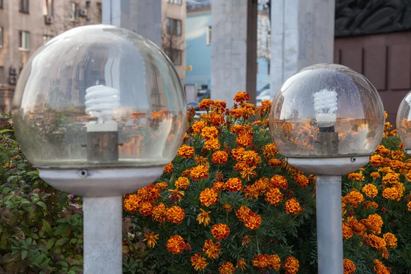 Meteorología Con Pluviómetro En El Jardín Después De La Lluvia Contra El  Fondo De Una Cama De Guisantes Fotos, retratos, imágenes y fotografía de  archivo libres de derecho. Image 164981388