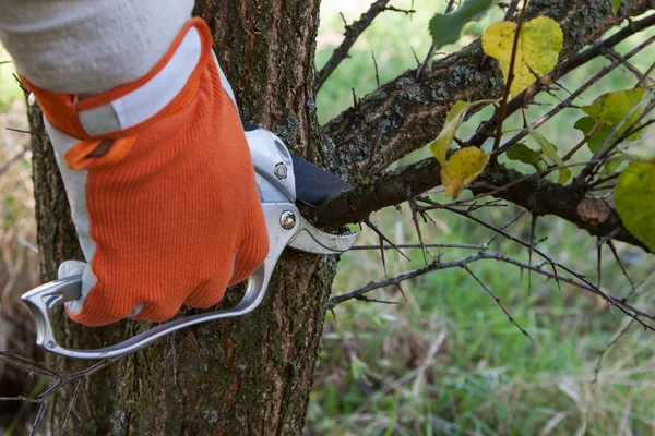 Pruning tree — Stock Photo, Image