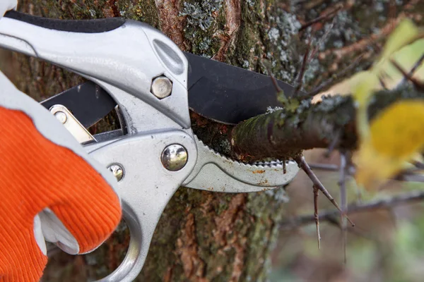 Pruning tree — Stock Photo, Image