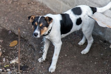 köpek zinciri portre üzerinde