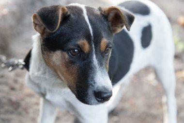 köpek zinciri portre üzerinde