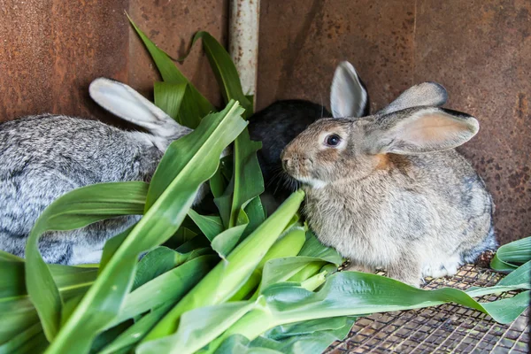 Beberapa kelinci dalam sangkar — Stok Foto