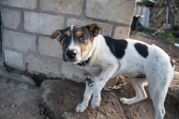 Dog on the chain portrait — Stock Photo, Image