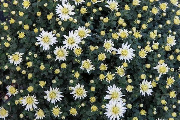 Chrysanthèmes — Photo