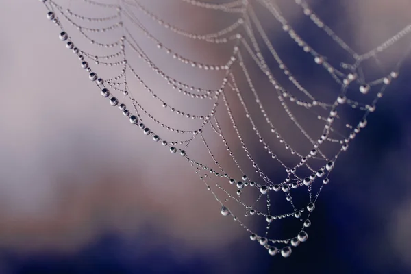 Waterdruppels op spinnenweb — Stockfoto