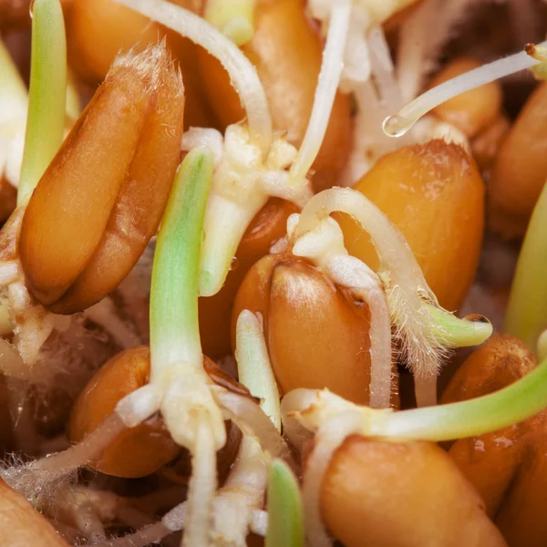 Cereali germogliati del primo piano di frumento — Foto Stock