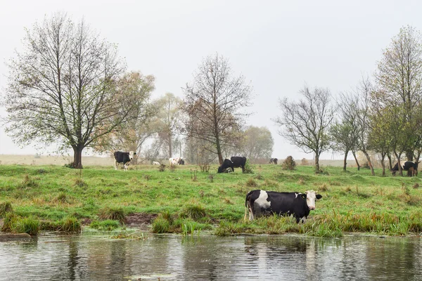 Коровы на открытом воздухе — стоковое фото
