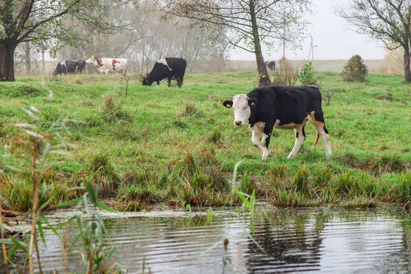 Kalf en koe — Stockfoto