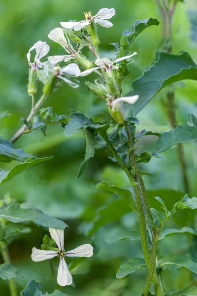 Flores de arugula — Fotografia de Stock