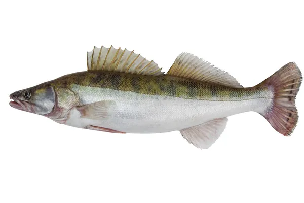 erkek zander