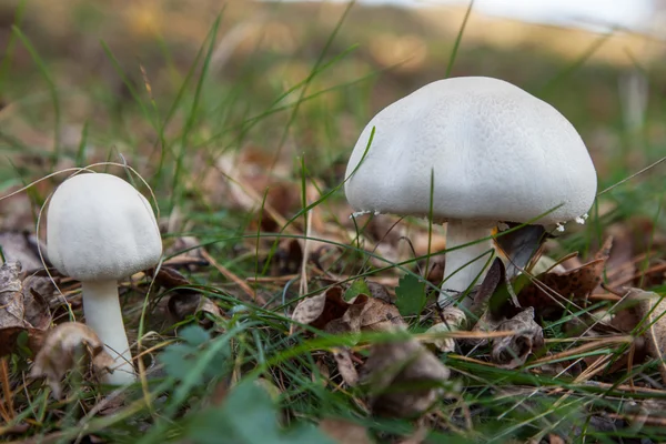 Champignon forestier dans l'herbe — Photo