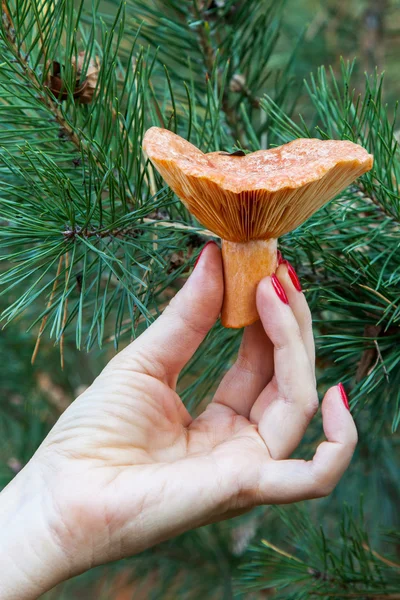 Лесной гриб в женской руке — стоковое фото