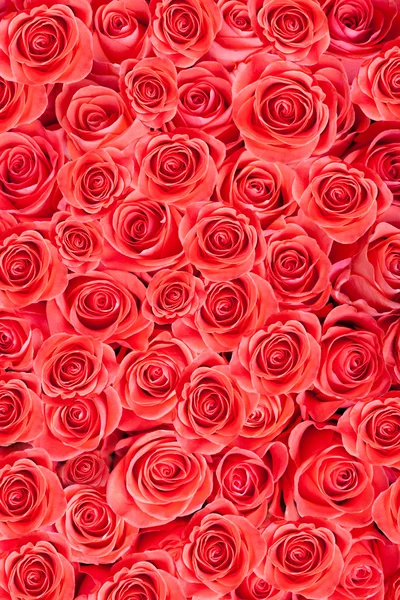 Red natural roses background — Stock Photo, Image