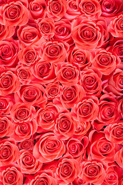 Red natural roses background