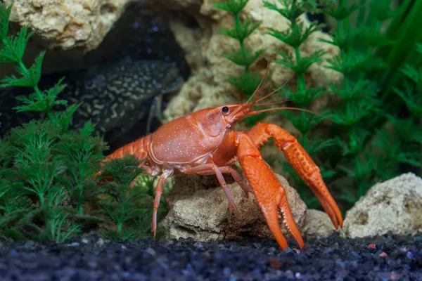 Rote Krebse im Aquarium — Stockfoto
