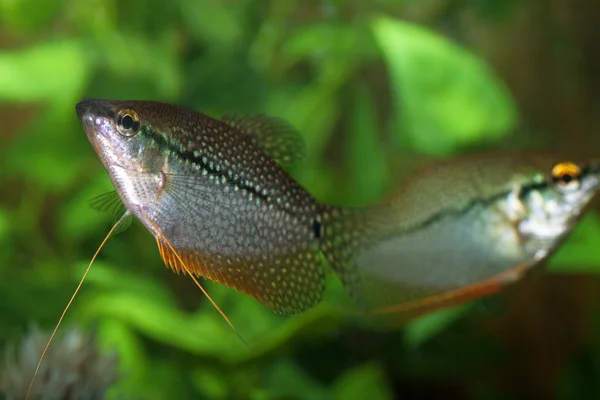 Par Pearly gourami - Stock-foto