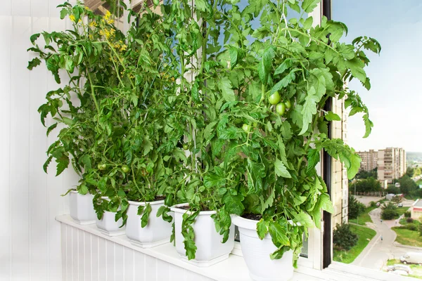 Tomato bushes in pots — Stock Photo, Image