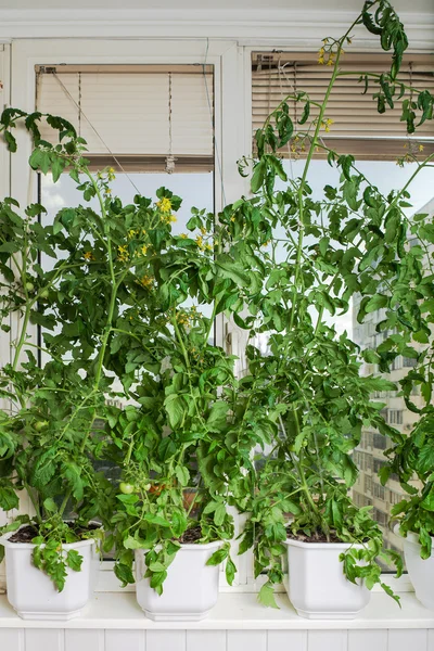 Tomato bushes in pots — Stock Photo, Image