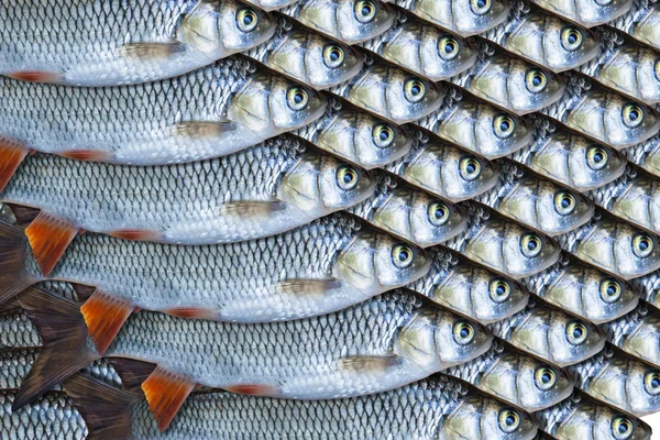 Fish background — Stock Photo, Image