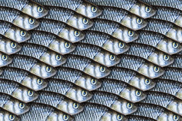 Fondo de pescado —  Fotos de Stock