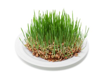 buğday tohumu yeşil filizi ile