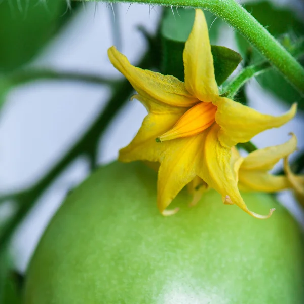Flowering tomatoes — Stock Photo, Image