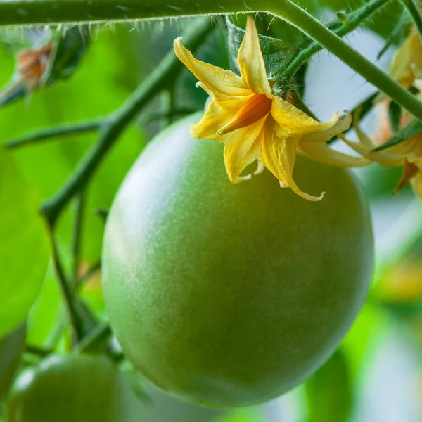 Blommande tomater — Stockfoto