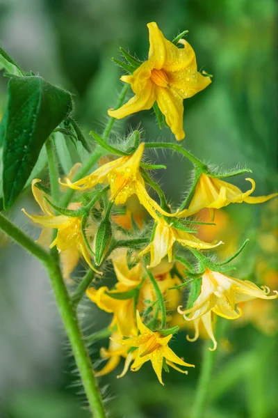 Bloeiende tomaten — Stockfoto