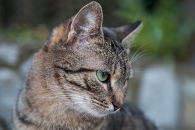 kedi dışarı