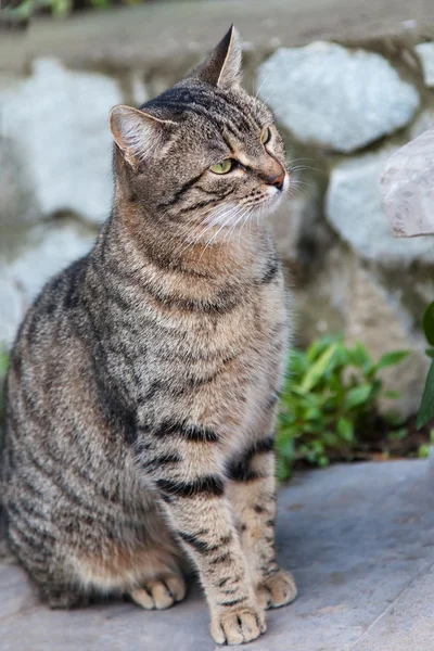 Cat outside — Stock Photo, Image