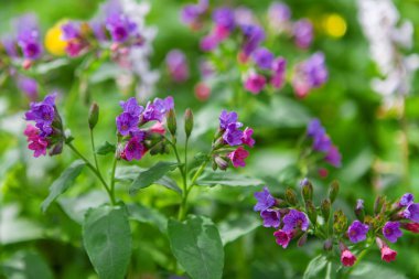 lungwort tıbbi