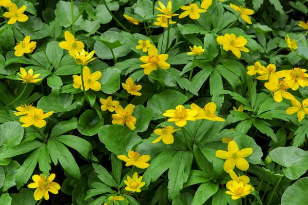 Primrose yellow flowers (Anemonoides ranunculoides) — Stock Photo, Image