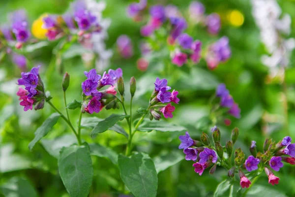 Lungwort medicinal — Stock Photo, Image
