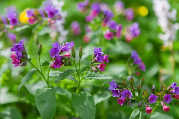 Pulmonaria medicinal — Foto de Stock