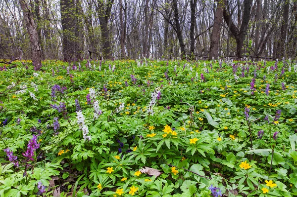 Foresta in primavera — Foto Stock