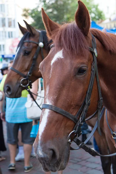 Cavallo della polizia montato — Foto Stock