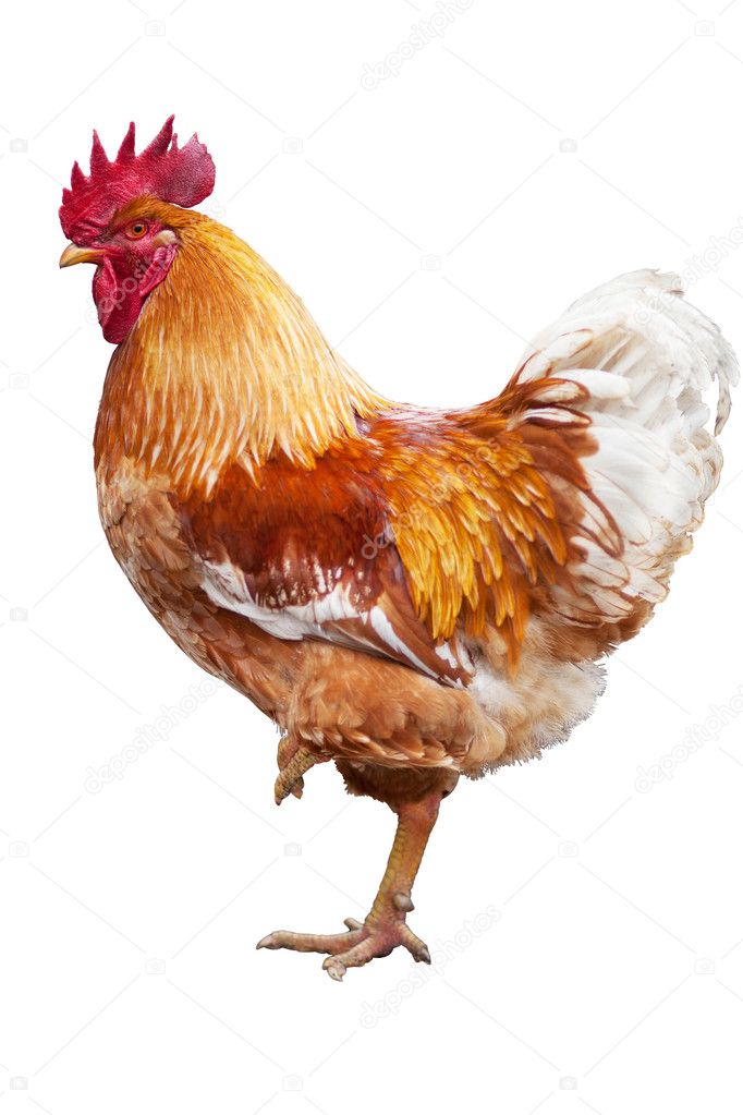 Cock standing on one leg