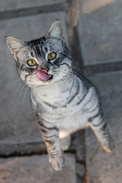 Vraagt de kat voedsel — Stockfoto