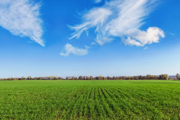 Gebied van wintertarwe — Stockfoto