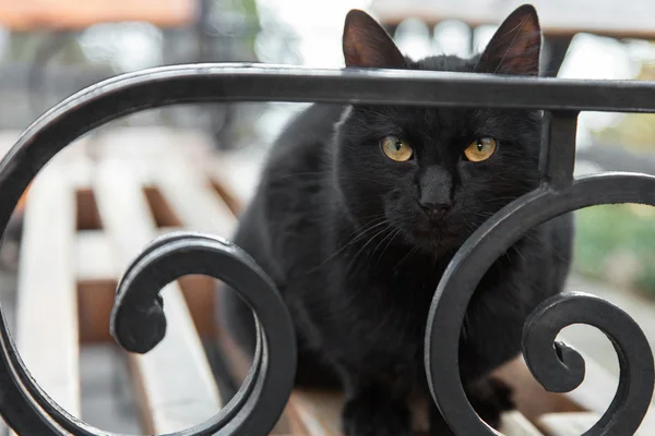 Gato preto — Fotografia de Stock