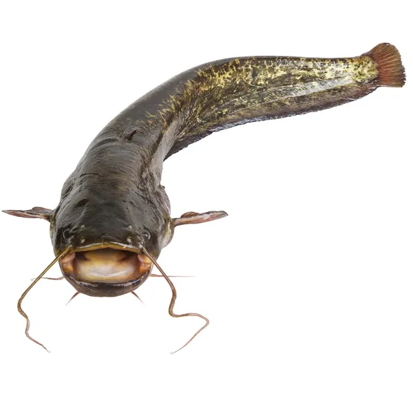 The river catfish — Stock Photo, Image