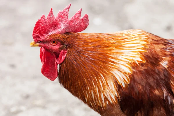 Red rooster — Stock Photo, Image