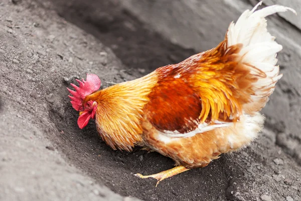 Red Cock — Stock Photo, Image