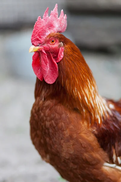 Gallo rojo — Foto de Stock