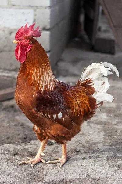 Galo vermelho com cauda branca — Fotografia de Stock