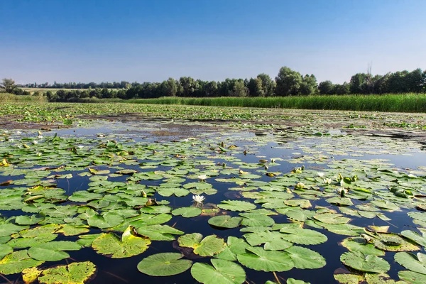 Lírios de água de campo — Fotografia de Stock